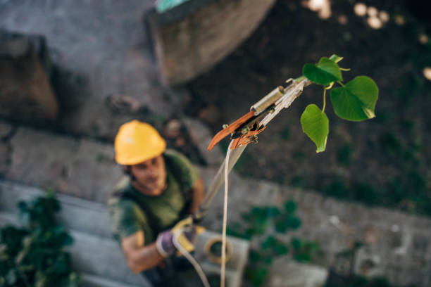 How Our Tree Care Process Works  in Albion, PA